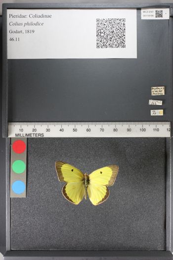 Media type: image;   Entomology 119199